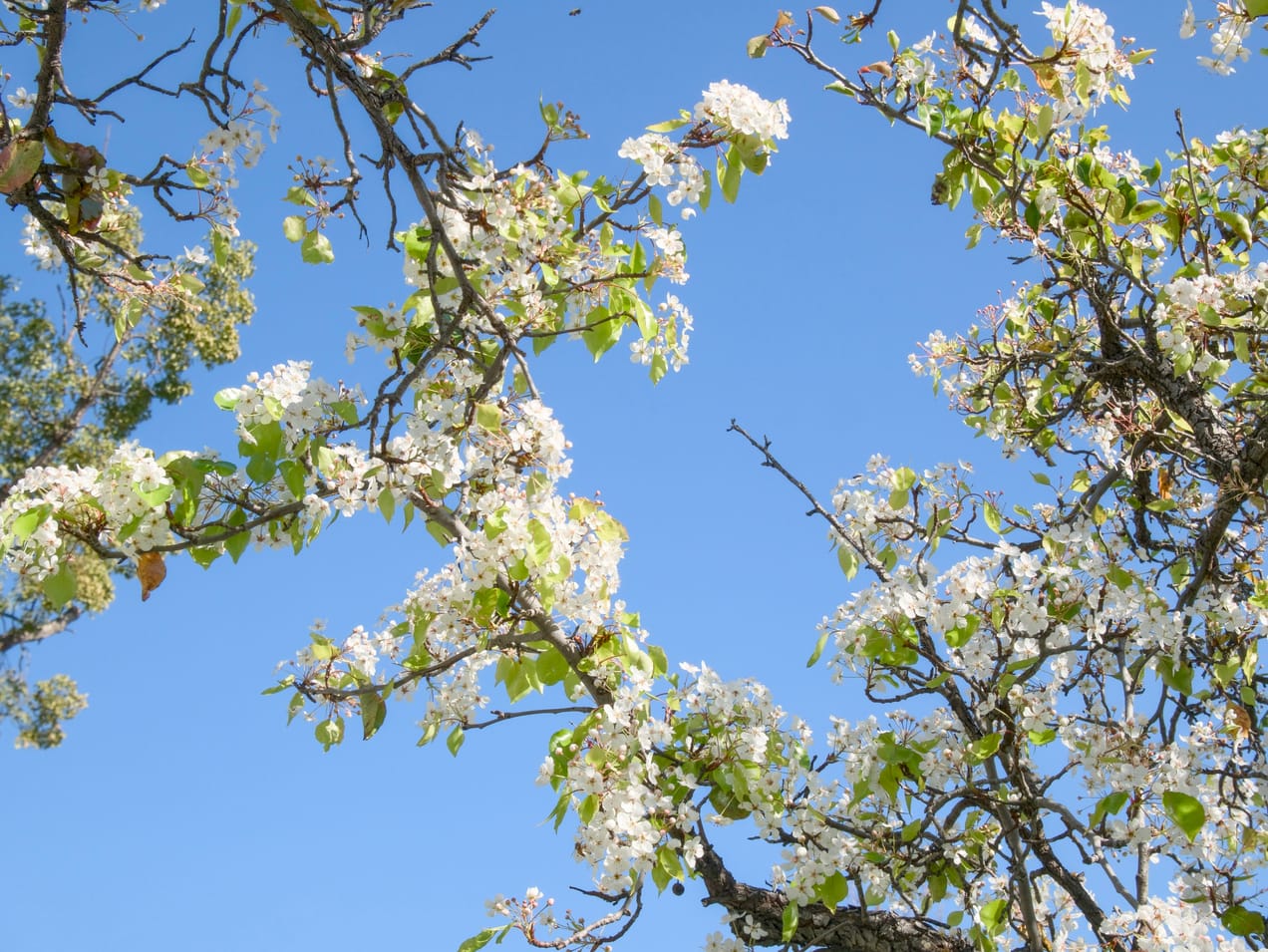 Covenant Church — Morning & Evening Worship: February 2, 2025